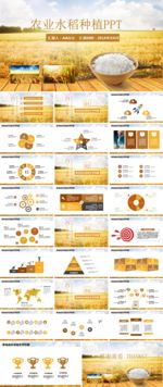 农业水稻种植宣传PPT模板