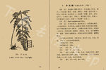 半边旗