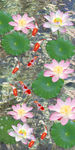 荷花九鱼图