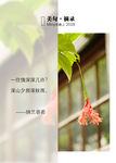 纳兰词图文