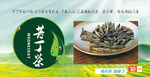 苦丁茶
