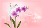 矢量花朵蝴蝶兰紫色花朵白色花朵