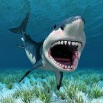 大鲨鱼3D立体玄关背景墙装饰画
