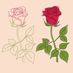 玫瑰花