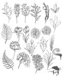 手绘素描风格植物插画设计AI
