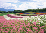 花草