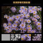 野菊花野外高清摄影图