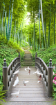 竹林鸽子小桥风景