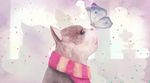 唯美可爱卡通猫咪儿童浪漫玄关屏