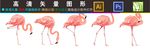 火烈鸟
