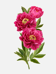 牡丹花矢量图