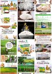 遮放贡米 大米 淘宝 详情图