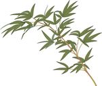 矢量 竹枝