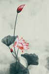 淡雅国画水墨荷花装饰画