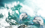 海豚