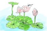 荷花图