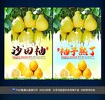 沙田柚
