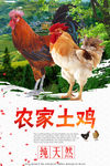 土鸡