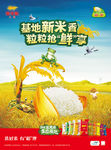 基地新米香 粒粒抢鲜享-海报