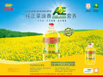 维生素A营养强化菜籽油-海报
