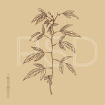 小槐花