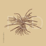 细叶鼠曲草
