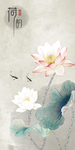 荷花