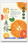 橘子 橙子