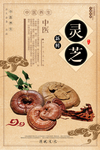 灵芝