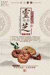 灵芝