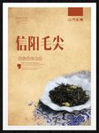 信阳毛尖