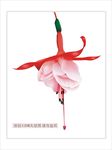 会跳舞的花儿