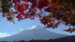 日本富士山红叶枫叶秋天秋景4k