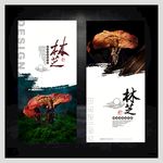 灵芝海报展板