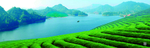 茶园背景