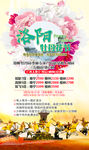 洛阳牡丹节 河南旅游