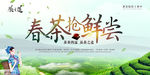 春茶