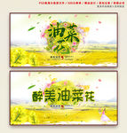 油菜花