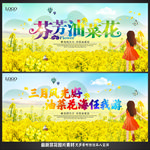 油菜花