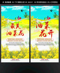 油菜花开