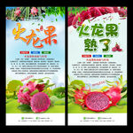 火龙果