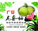 龙安柚
