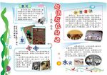 危险常识普及小报