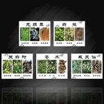 中草药生长过程