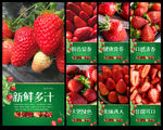 草莓采摘