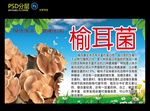 榆耳菌