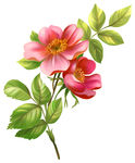 手绘花