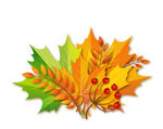 秋天彩色秋季树叶花束矢量素材