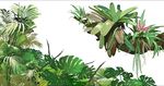 绿色植物花草插画插图