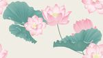 荷花插画插图